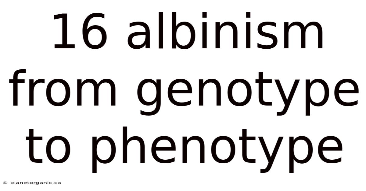 16 Albinism From Genotype To Phenotype
