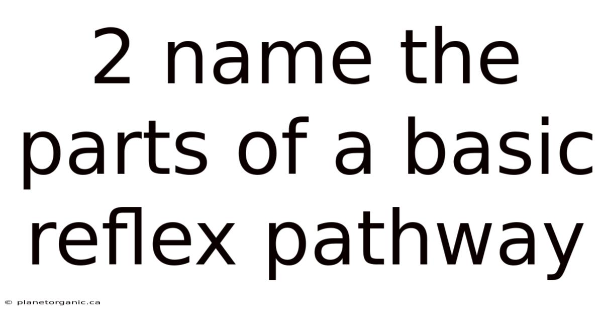 2 Name The Parts Of A Basic Reflex Pathway