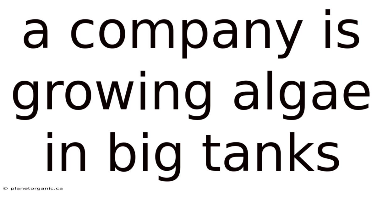 A Company Is Growing Algae In Big Tanks