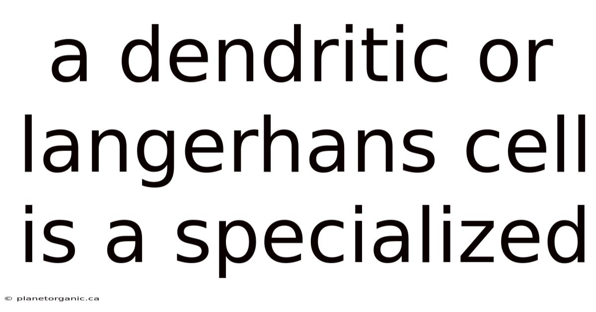 A Dendritic Or Langerhans Cell Is A Specialized