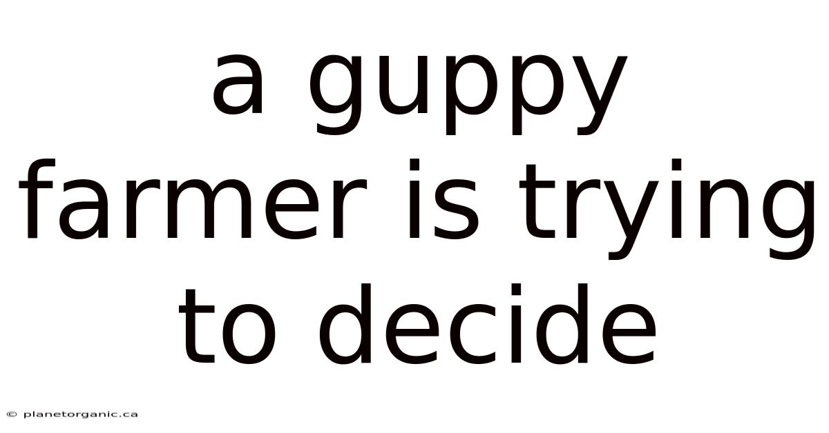 A Guppy Farmer Is Trying To Decide