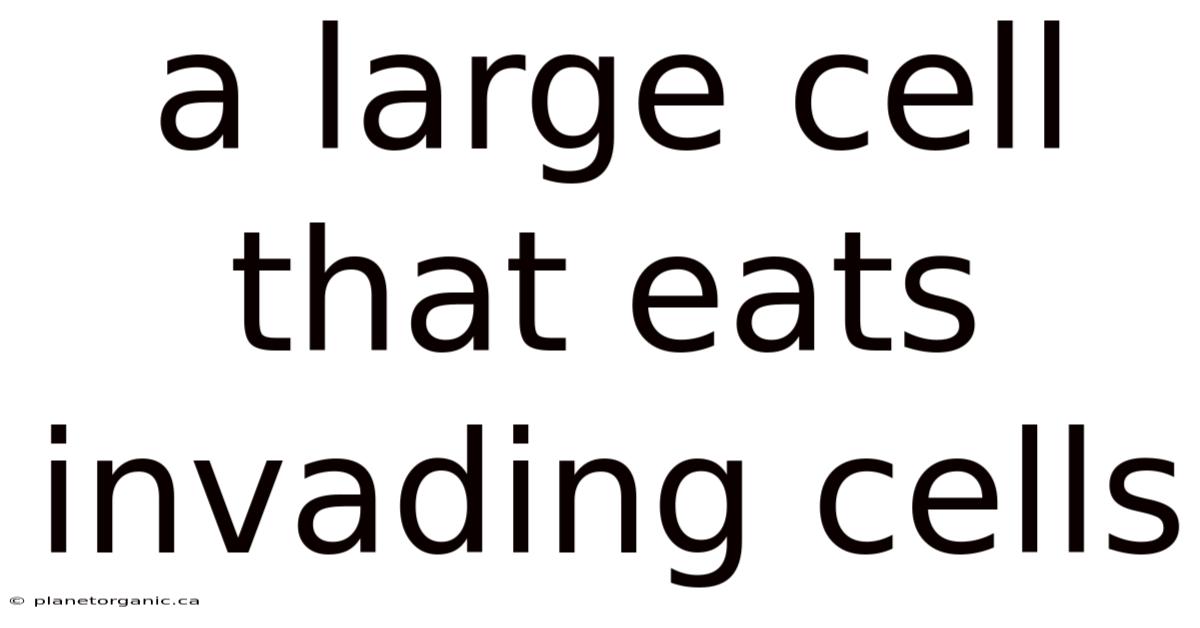 A Large Cell That Eats Invading Cells