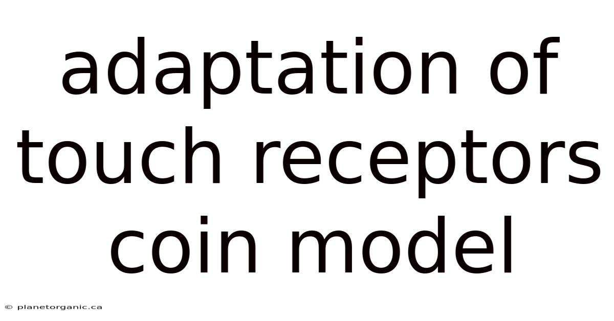 Adaptation Of Touch Receptors Coin Model
