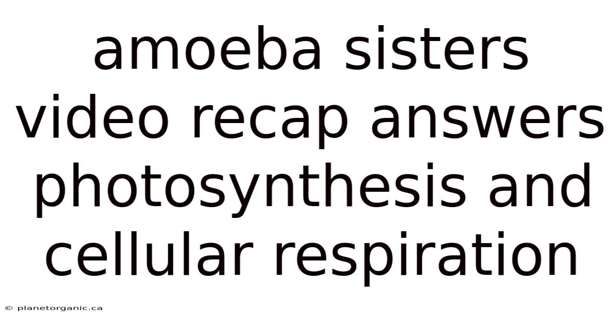 Amoeba Sisters Video Recap Answers Photosynthesis And Cellular Respiration
