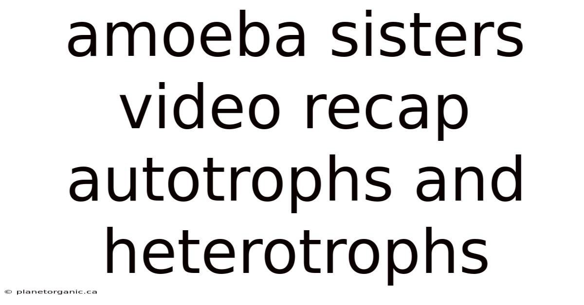 Amoeba Sisters Video Recap Autotrophs And Heterotrophs