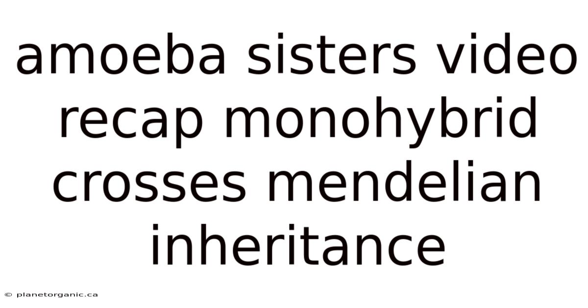 Amoeba Sisters Video Recap Monohybrid Crosses Mendelian Inheritance