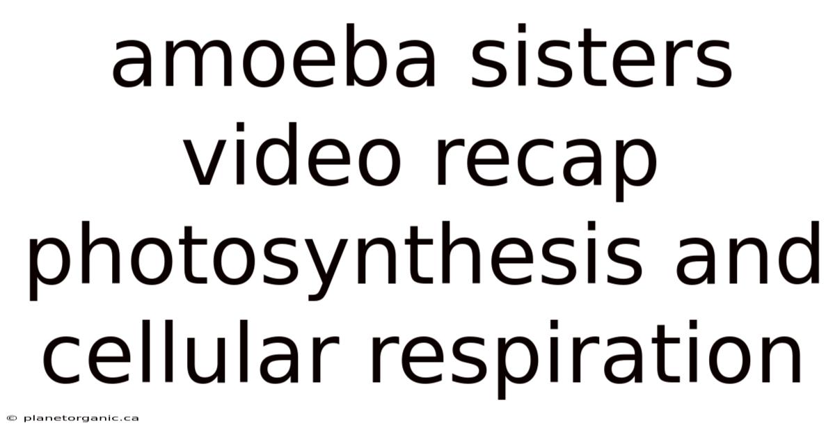 Amoeba Sisters Video Recap Photosynthesis And Cellular Respiration