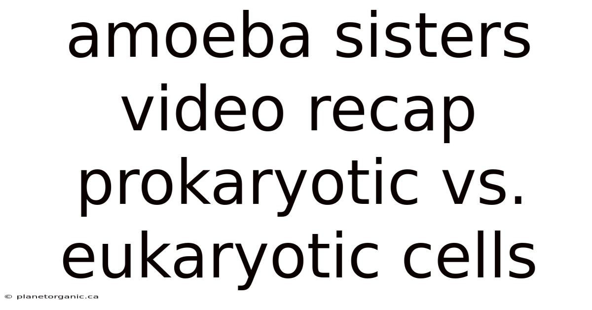 Amoeba Sisters Video Recap Prokaryotic Vs. Eukaryotic Cells