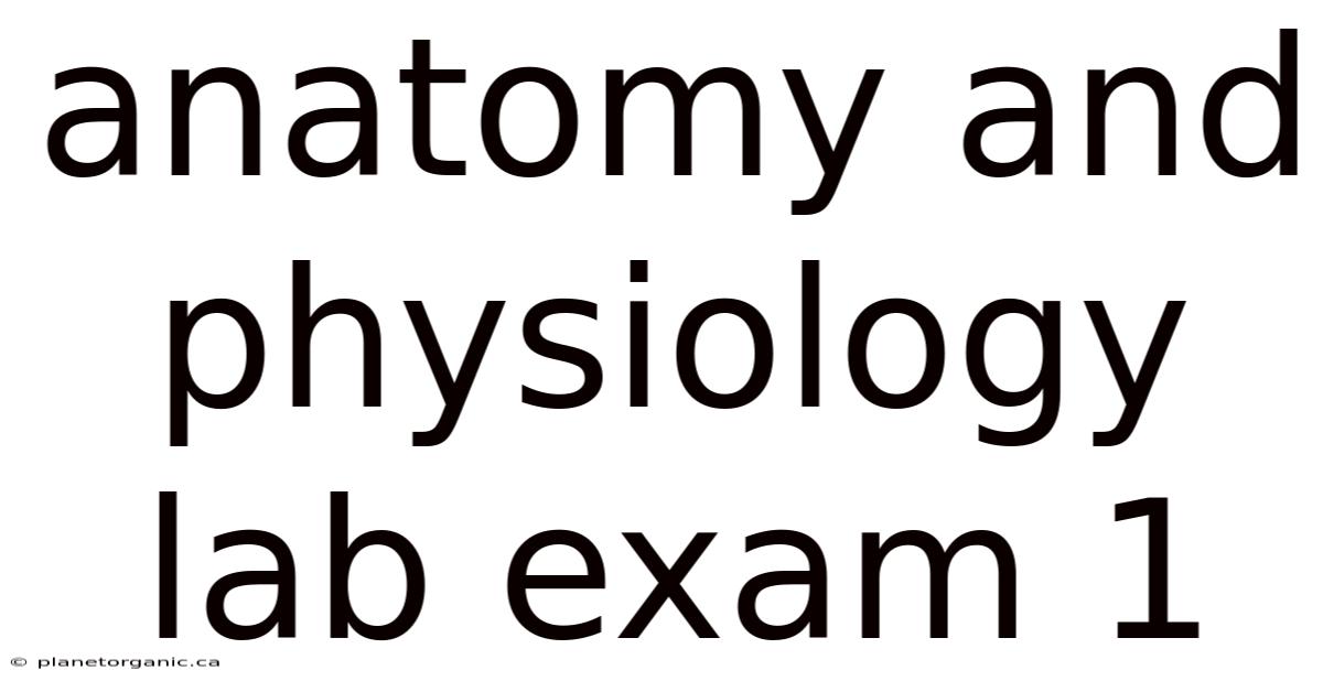 Anatomy And Physiology Lab Exam 1