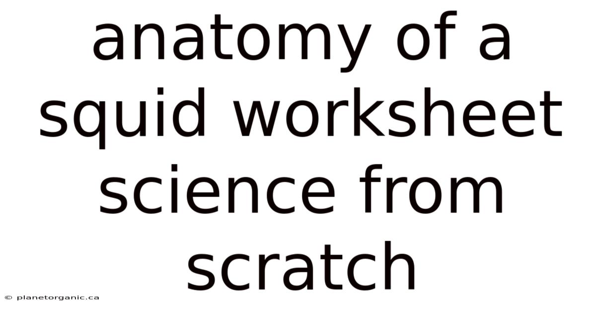 Anatomy Of A Squid Worksheet Science From Scratch
