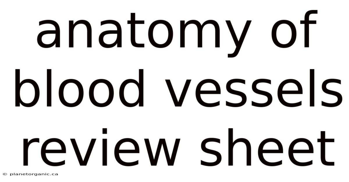 Anatomy Of Blood Vessels Review Sheet