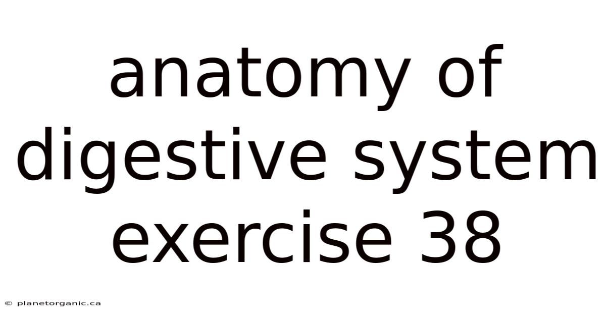 Anatomy Of Digestive System Exercise 38