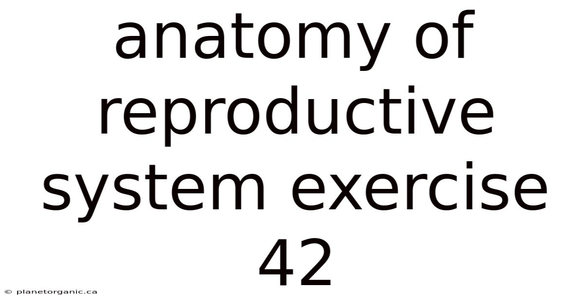 Anatomy Of Reproductive System Exercise 42