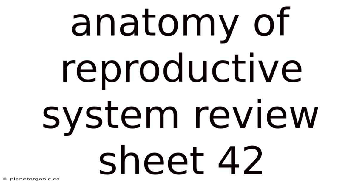 Anatomy Of Reproductive System Review Sheet 42