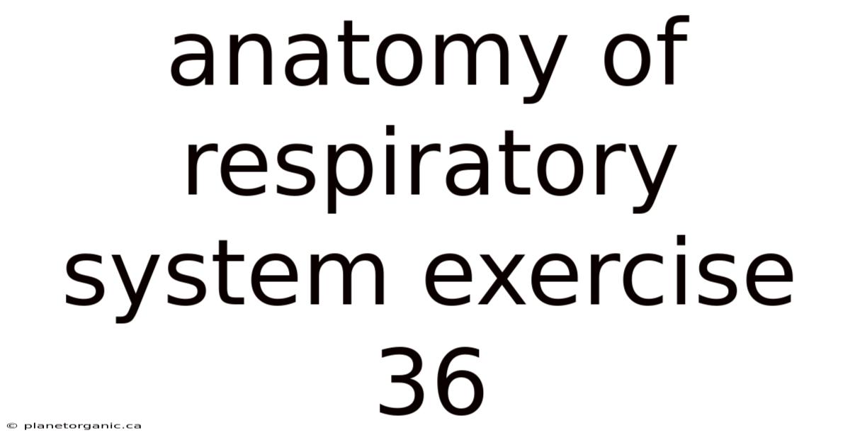 Anatomy Of Respiratory System Exercise 36