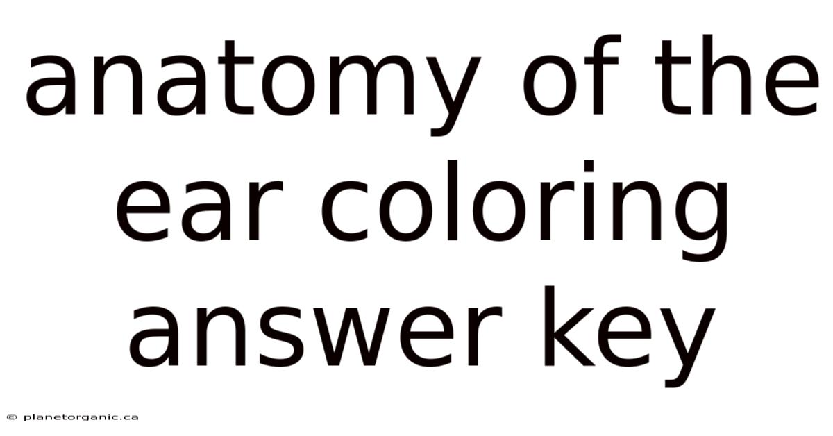 Anatomy Of The Ear Coloring Answer Key