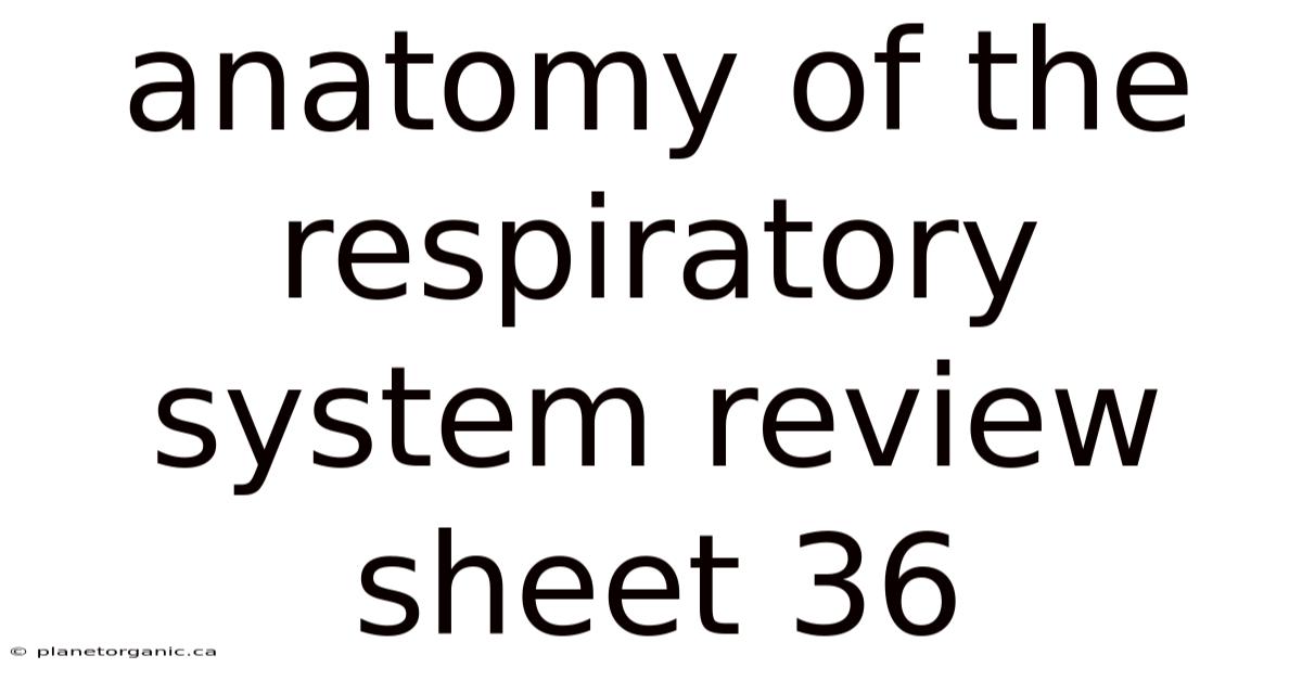 Anatomy Of The Respiratory System Review Sheet 36