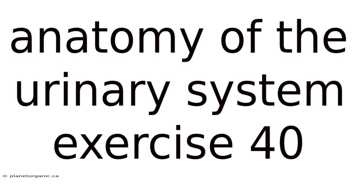Anatomy Of The Urinary System Exercise 40