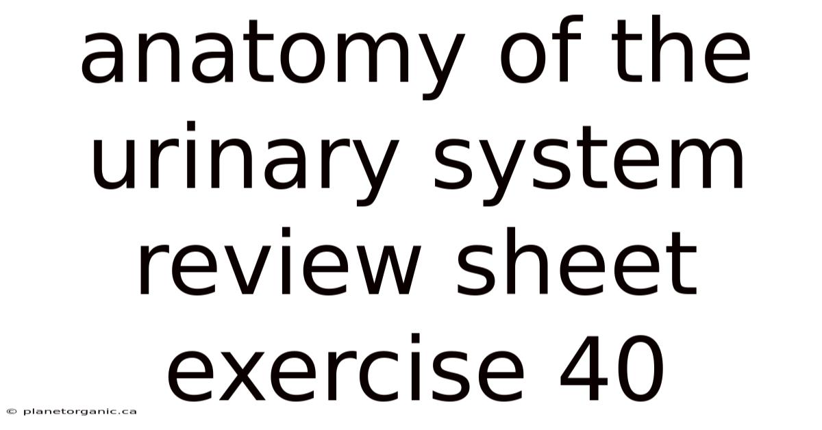 Anatomy Of The Urinary System Review Sheet Exercise 40