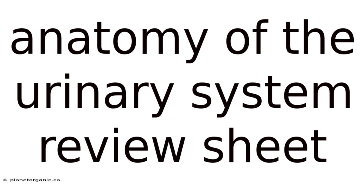 Anatomy Of The Urinary System Review Sheet