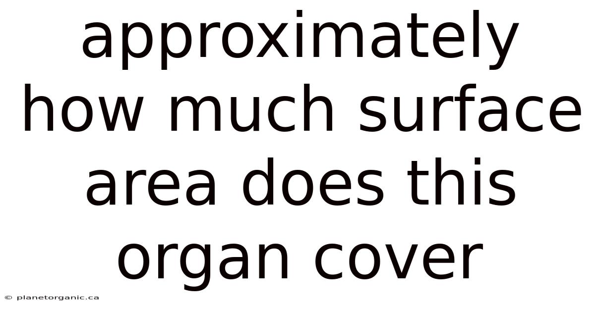 Approximately How Much Surface Area Does This Organ Cover