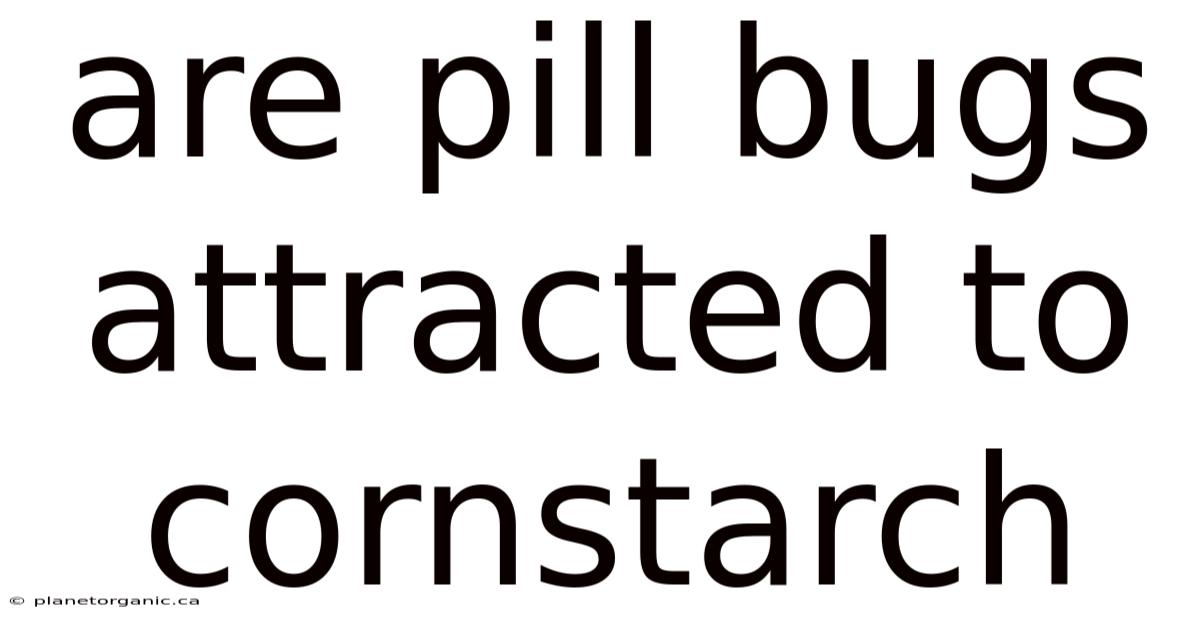 Are Pill Bugs Attracted To Cornstarch