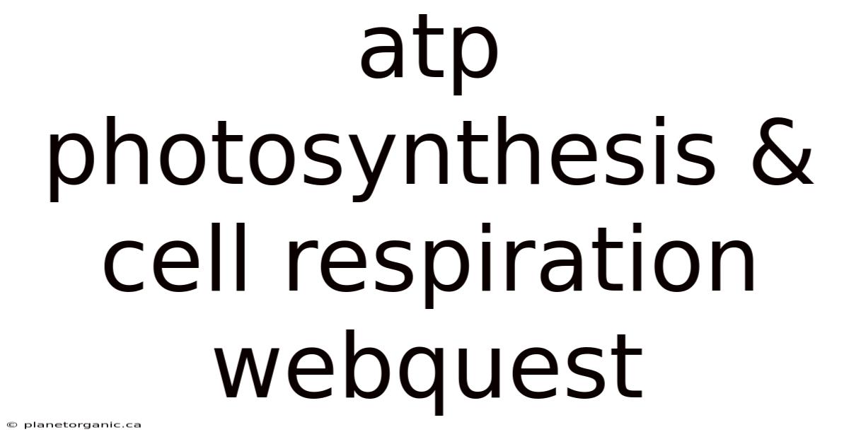 Atp Photosynthesis & Cell Respiration Webquest