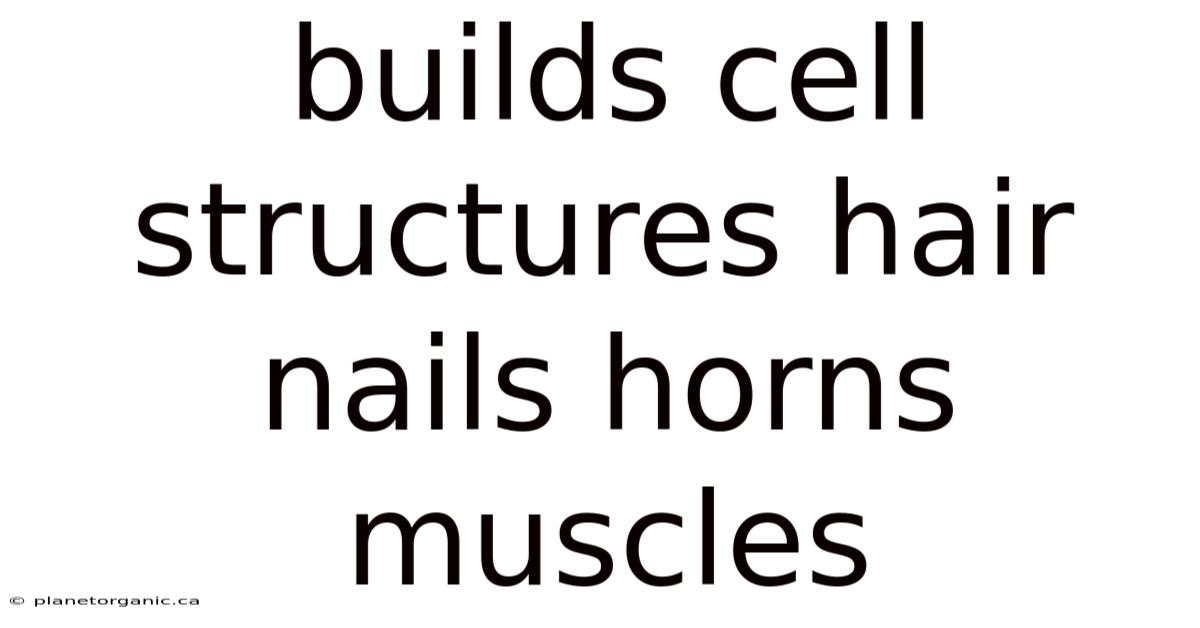 Builds Cell Structures Hair Nails Horns Muscles