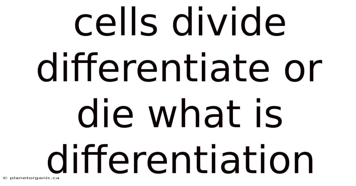 Cells Divide Differentiate Or Die What Is Differentiation