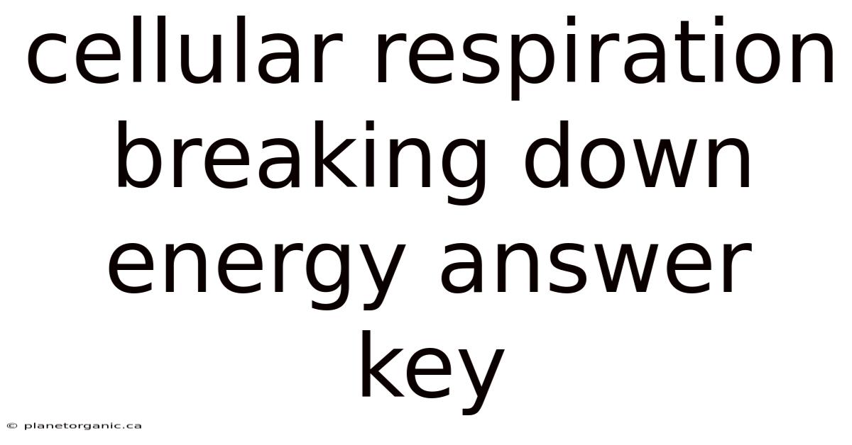Cellular Respiration Breaking Down Energy Answer Key