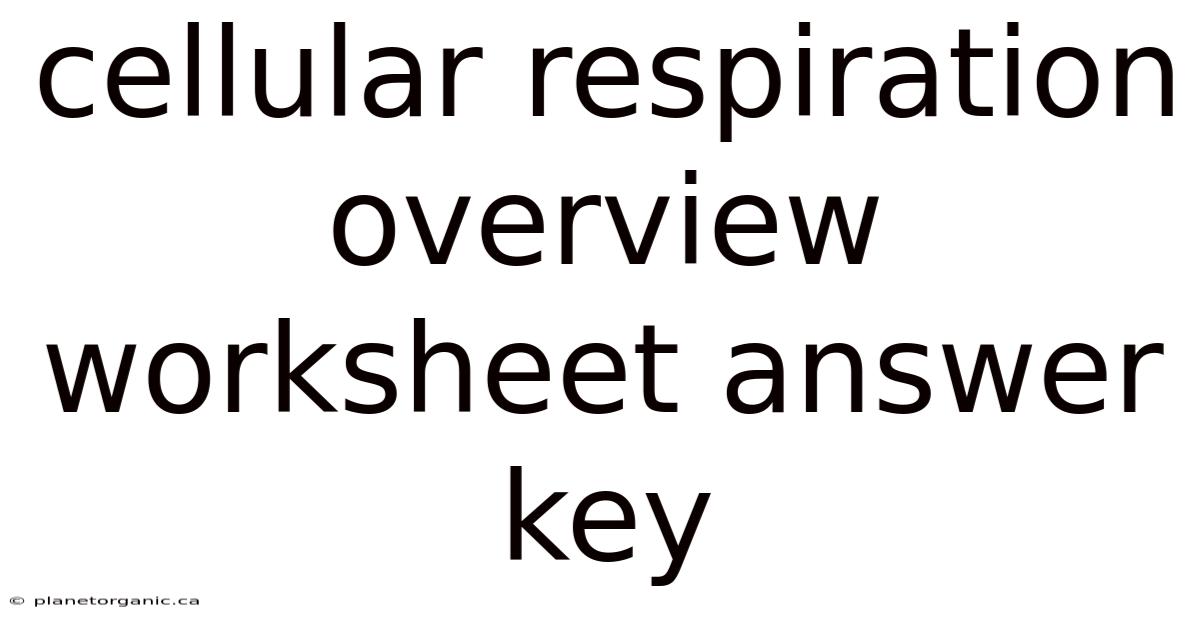 Cellular Respiration Overview Worksheet Answer Key