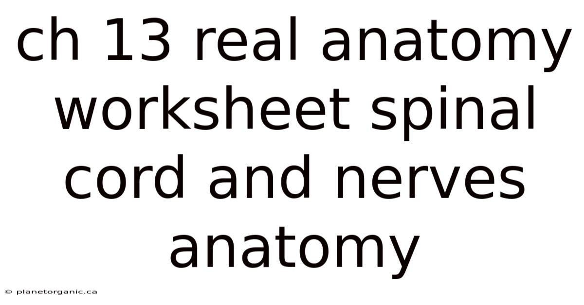 Ch 13 Real Anatomy Worksheet Spinal Cord And Nerves Anatomy