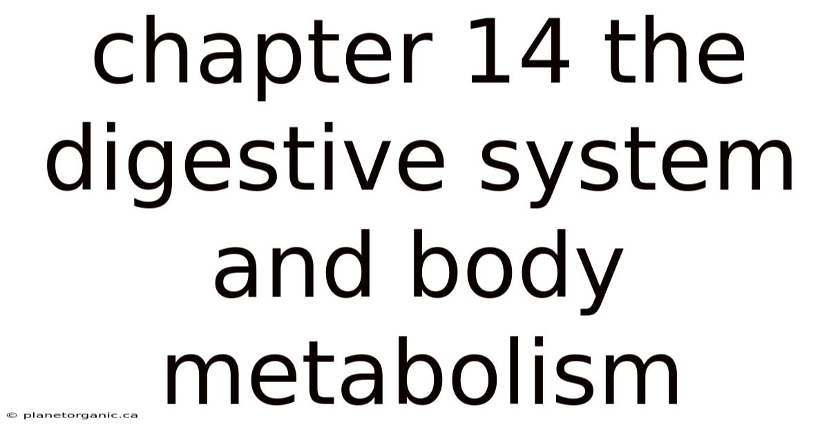 Chapter 14 The Digestive System And Body Metabolism