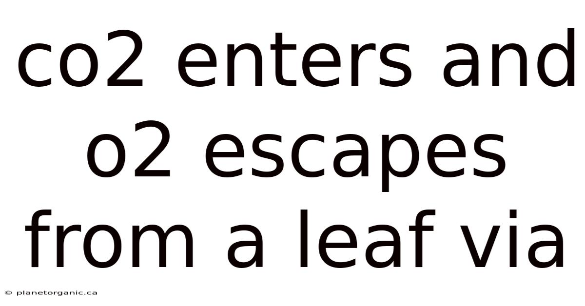 Co2 Enters And O2 Escapes From A Leaf Via