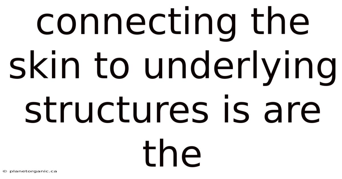 Connecting The Skin To Underlying Structures Is Are The