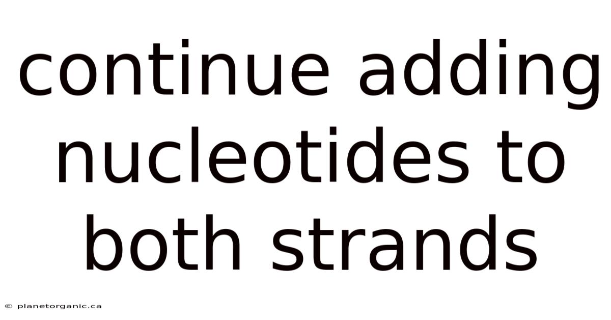 Continue Adding Nucleotides To Both Strands