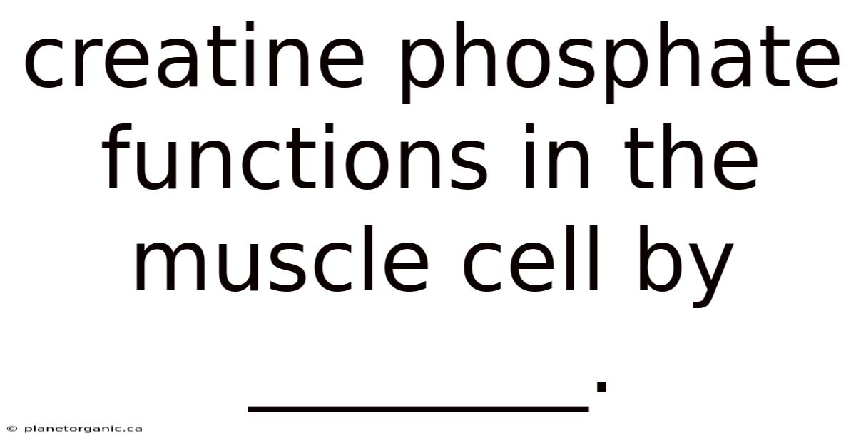 Creatine Phosphate Functions In The Muscle Cell By ________.