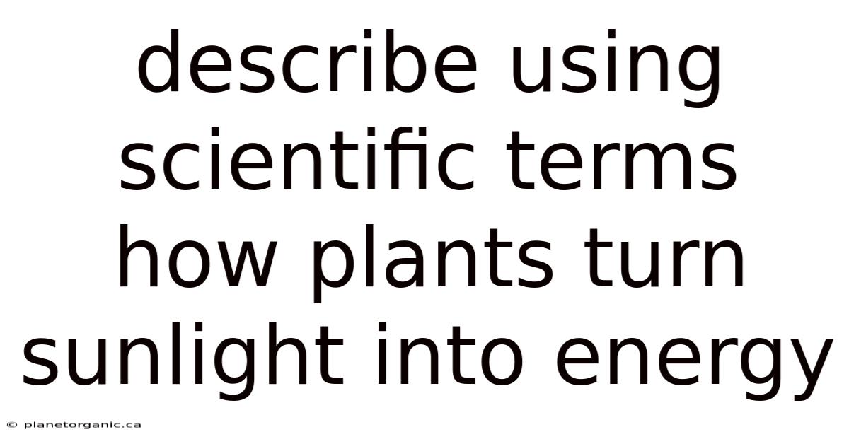 Describe Using Scientific Terms How Plants Turn Sunlight Into Energy