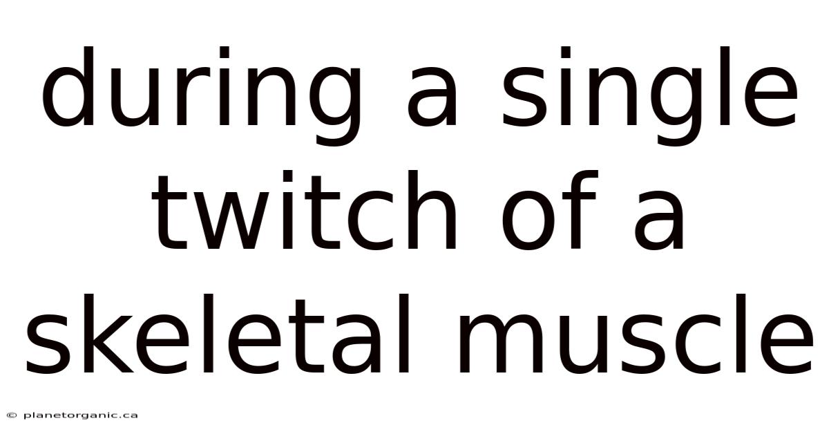 During A Single Twitch Of A Skeletal Muscle