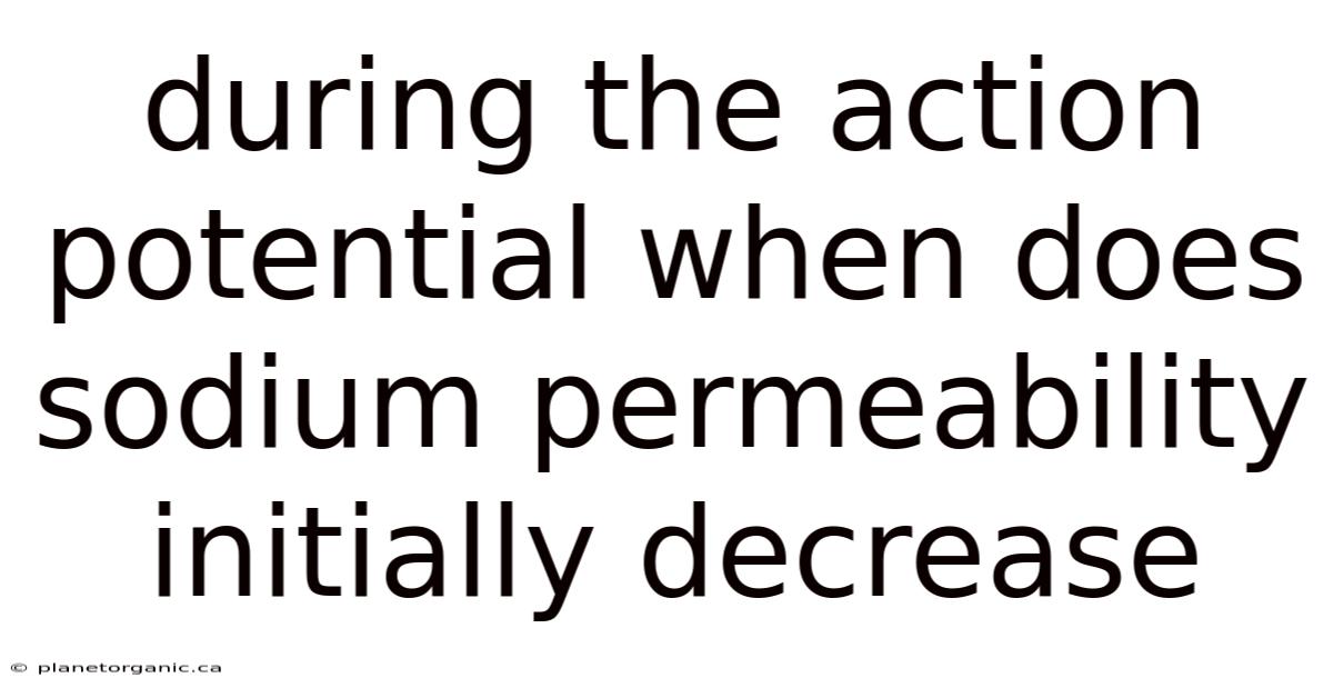 During The Action Potential When Does Sodium Permeability Initially Decrease