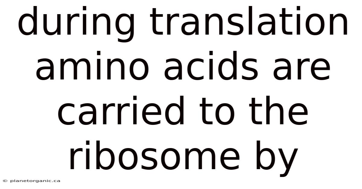 During Translation Amino Acids Are Carried To The Ribosome By