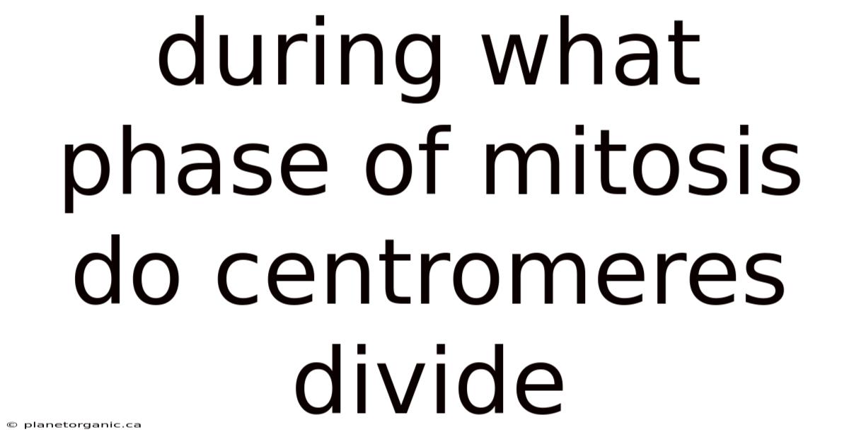 During What Phase Of Mitosis Do Centromeres Divide