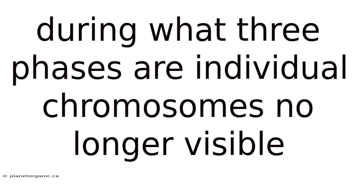 During What Three Phases Are Individual Chromosomes No Longer Visible