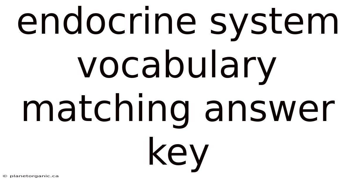 Endocrine System Vocabulary Matching Answer Key