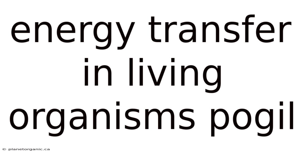 Energy Transfer In Living Organisms Pogil