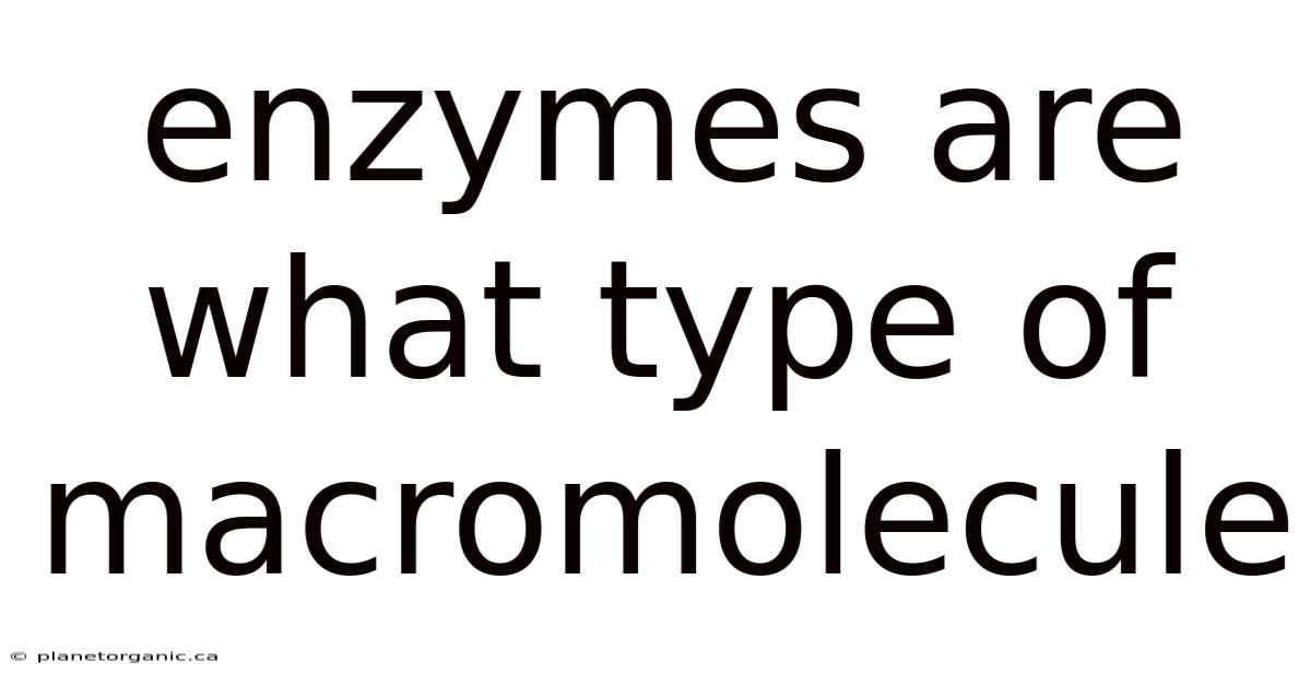 Enzymes Are What Type Of Macromolecule