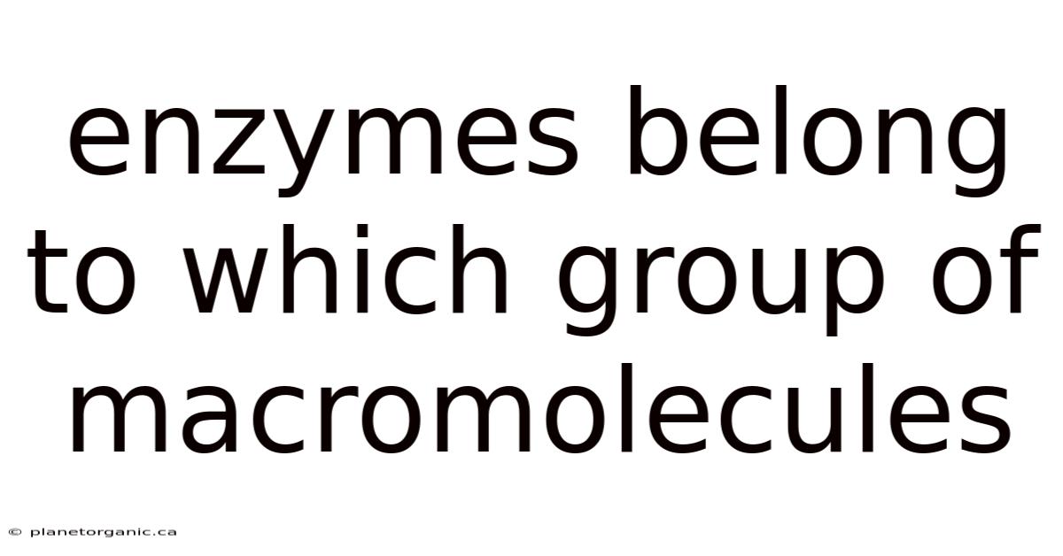 Enzymes Belong To Which Group Of Macromolecules