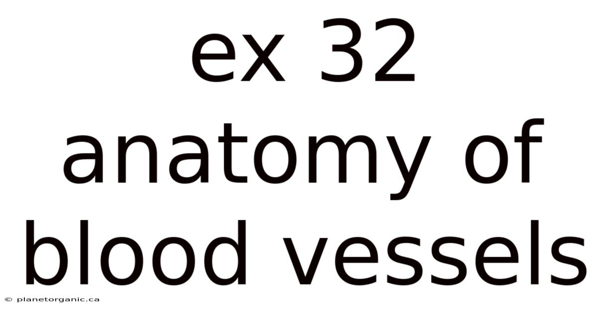 Ex 32 Anatomy Of Blood Vessels