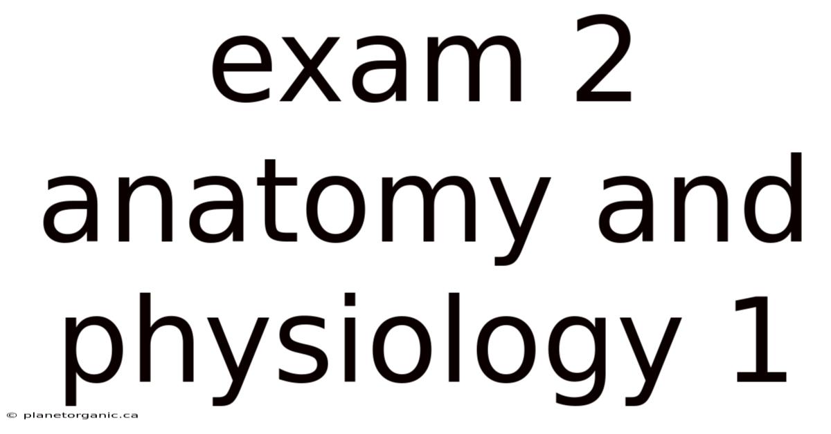 Exam 2 Anatomy And Physiology 1