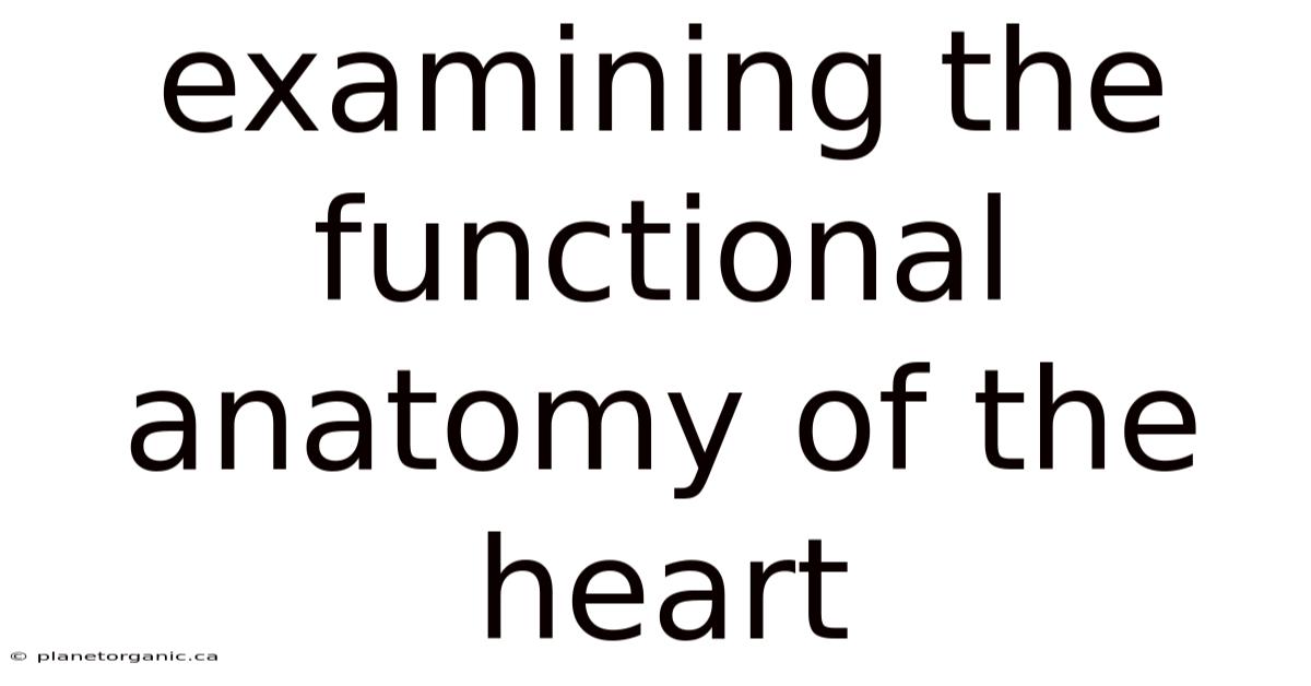 Examining The Functional Anatomy Of The Heart